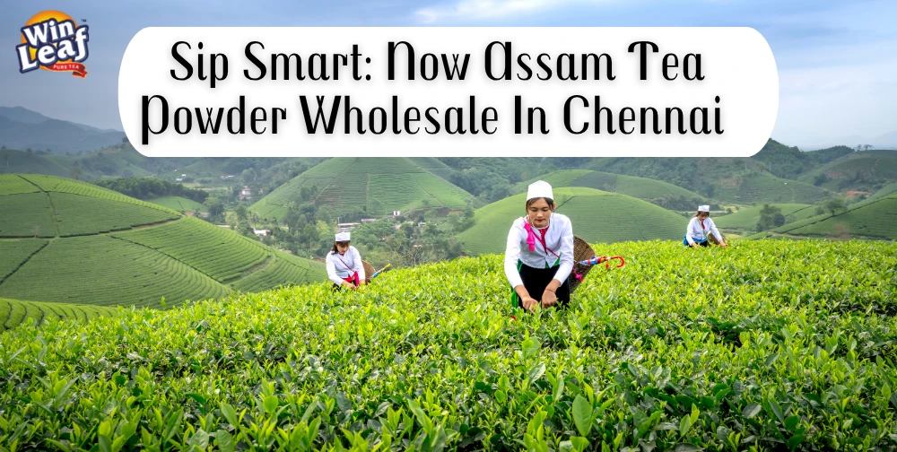 sip-smart-with-now-assam-tea-powder-wholesale-in-chennai