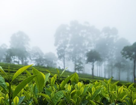 best-tea-leaf-brand-win-leaf-tea